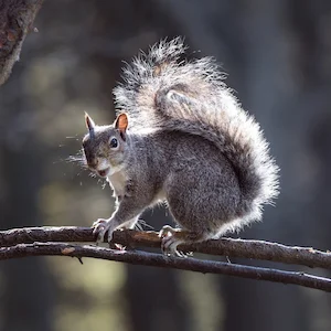 In Will's Head: Emails—Or, the Tale of the Squirrel and the Sloth