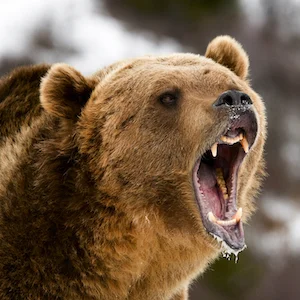 Selling a Solution When the Problem Is a Bear