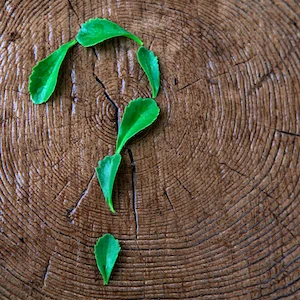 Putting Question Trees Into Daily Practice