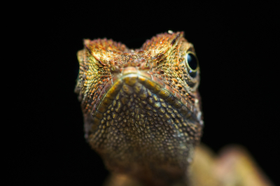 You do not have a lizard brain.