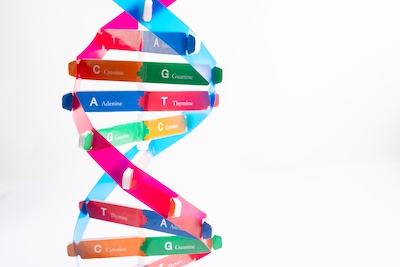 There is a component of trustworthiness that could be genetic.