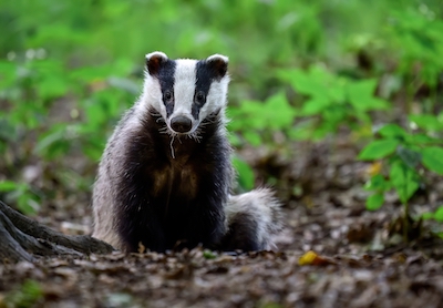 Have we been trusting the wrong animal with our weather predictions?