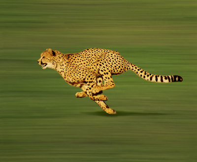 Acinonyx jubatus demonstrating small whole-body pitching movements. Translation: Cheetahs can run so fast because their spine can bend and absorb much of the shock while the rest of the body stays level, conserving energy.