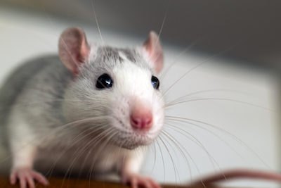 This is Penelope, the lab rat. She’s questioning her life choices.