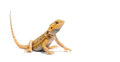The idea that humans have a lizard brain underneath their more developed brain is not true.