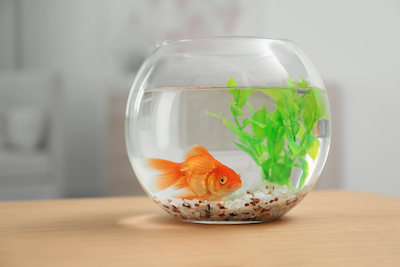 Goldfish actually have a pretty good memory.