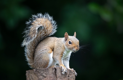 The neocortex does not make us special—squirrels have a neocortex.