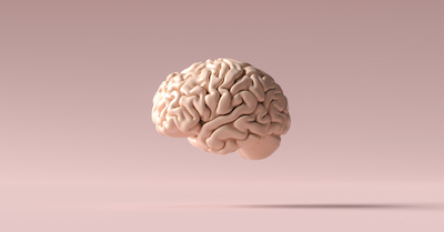 The human brain is not composed of layers that have built on top of each other.