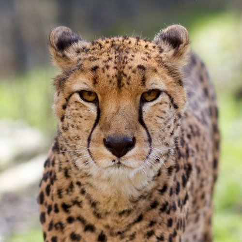 Beware the Curse of Knowledge