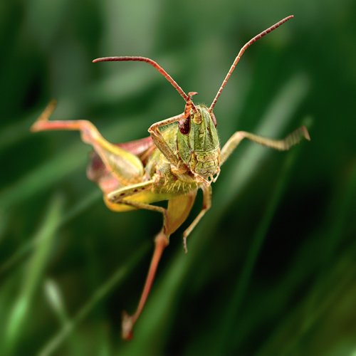 The Poetry of Sales: How to Listen