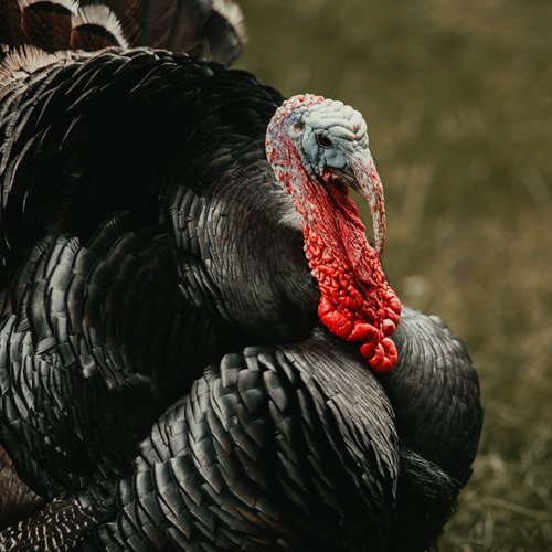 Today I Am Thankful that Nobody Is Making Me Write in a Gratitude Journal