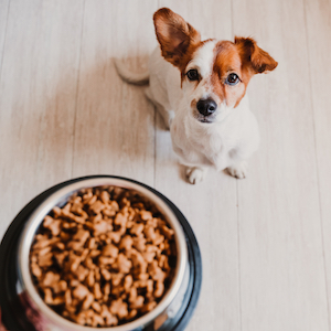 Eating Our Own Dog Food