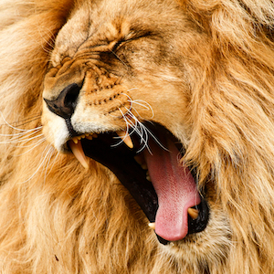 Lions and Dolphins and Bears! Oh My!