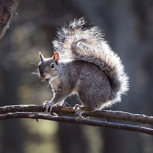 In Will’s Head: Emails—Or, the Tale of the Squirrel and the Sloth