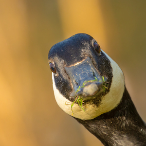 Should You Be Hiring for Cultural Fit? (Yes, but Not Like That)