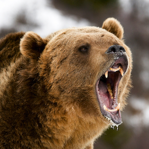 Selling a Solution When the Problem Is a Bear