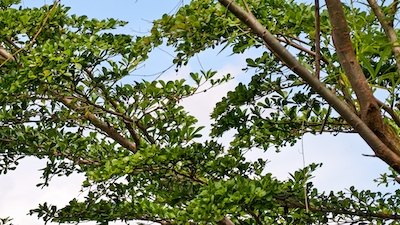 Work your way down each branch of your question tree until it reaches its conclusion.