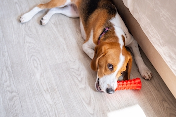 Sales gifts don’t have to be for your prospect. Treat your prospect’s dog!