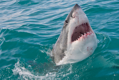 A rare image of a shark stepping on a LEGO.