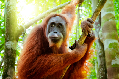 We often forget it, but we’re still apes. Always will be. Very fancy ones, but at core we share the same fundamental drives as our hairier cousins.