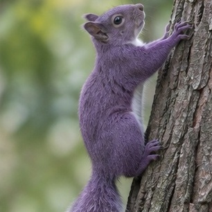 Purple-squirrel recruiting requires purple-squirrel recruiting tools.