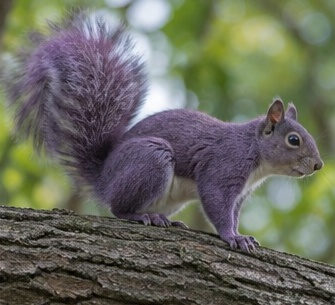 To find your purple squirrel, you’ll need to up your recruitment game.